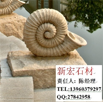 喷水海螺